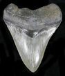Sharp Fossil Megalodon Tooth - South Carolina #23666-1
